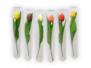 Chocolade Tulpen op steel
