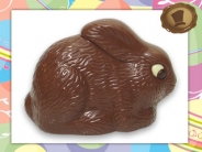 Chocolade  Dwergkonijn